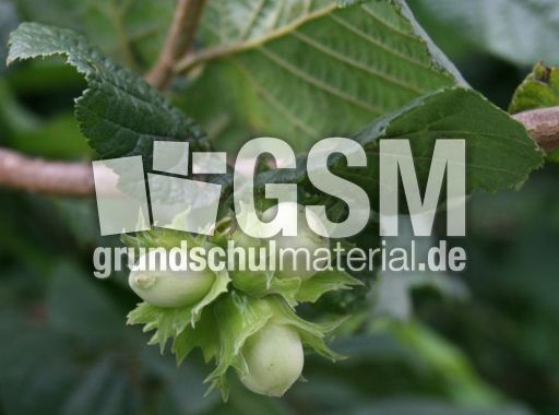 Haselstrauch-Früchte.jpg